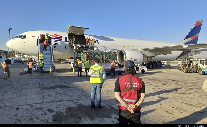 Rinoceronte blanco nacido en Chile se traslada con LATAM a Brasil para su conservación