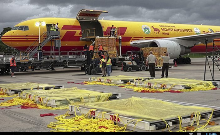 Conoce cuáles fueron las entregas más inusuales de DHL en 2025